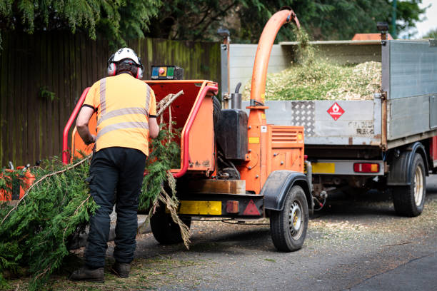 Residential Tree Removal in Buckingham, FL